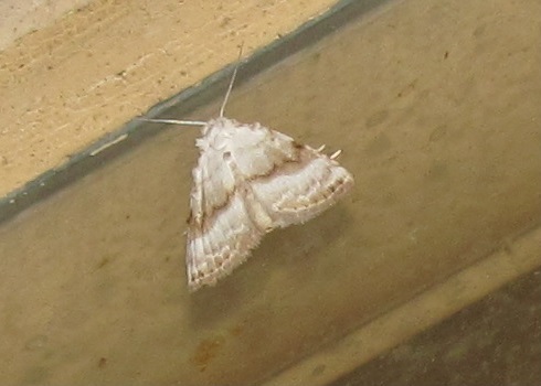 Meganola albula (Nolidae)?  S